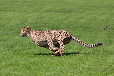 0806.sdt-blog-cats-cheetah