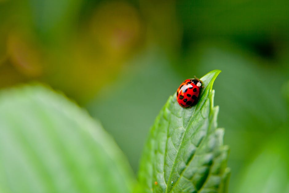 lady bug