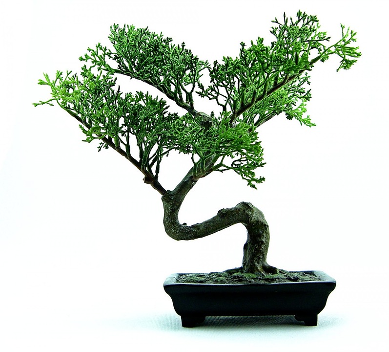 Bonsai tree