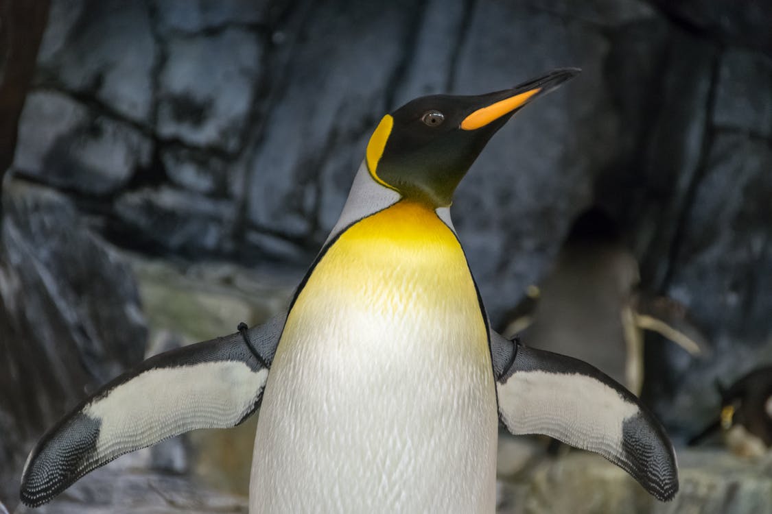 Pexels penguin